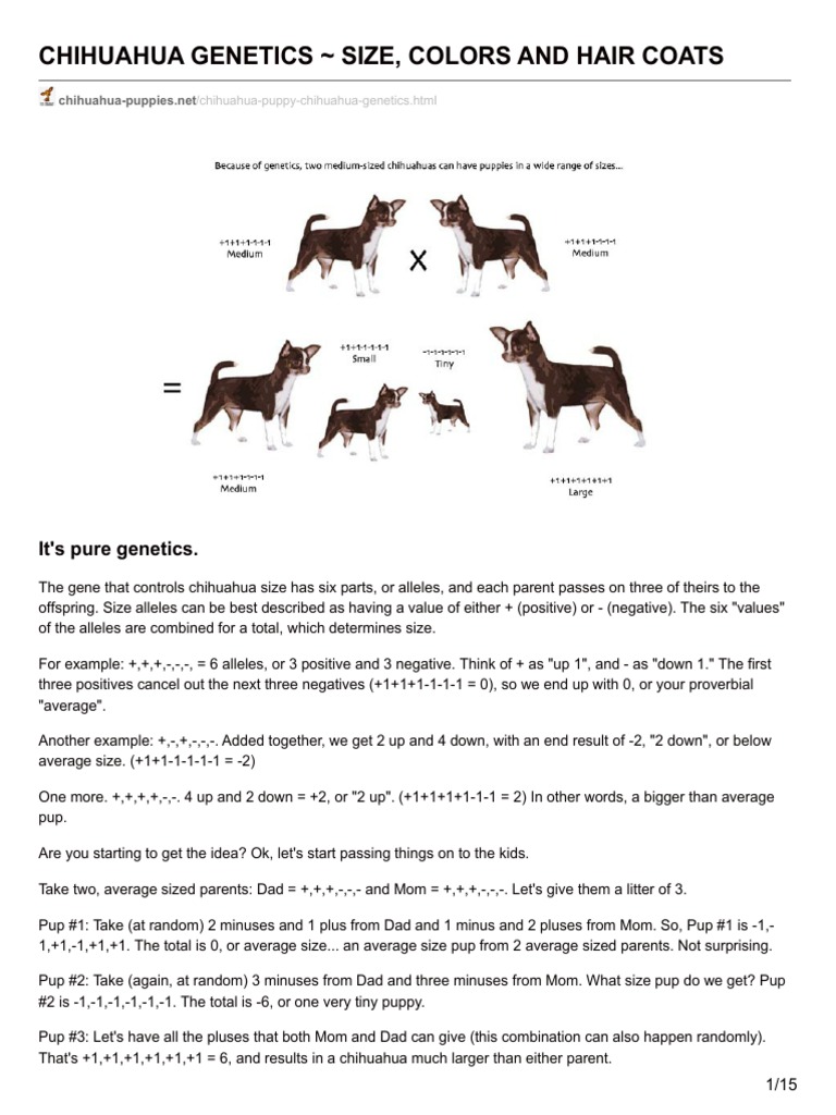 Chihuahua Puppies Net Chihuahua Genetics Size Colors And Hair