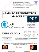 Aparato Reproductor Masculino Wevr