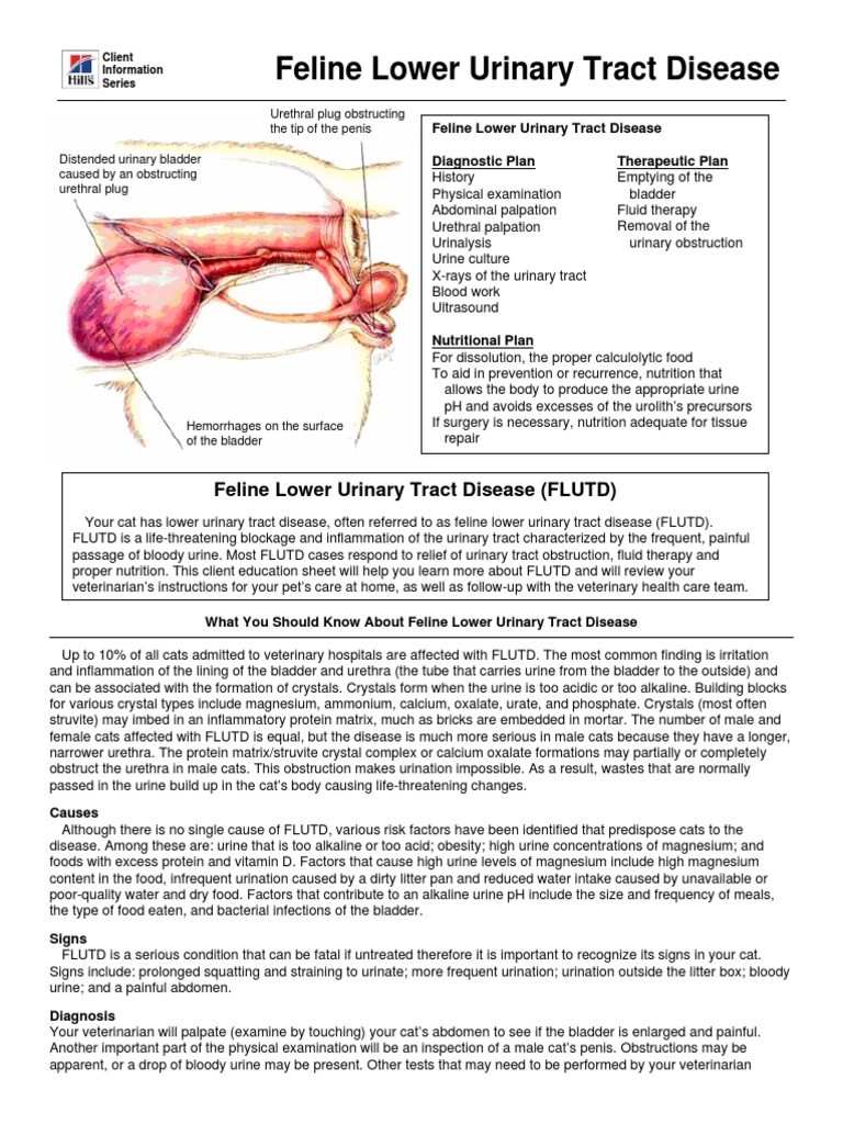 Feline Urologic Syndrome en | PDF | Urine | Urinary System