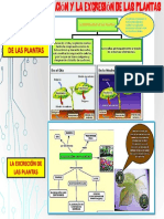 Respiración y Excreción de Las Plantas