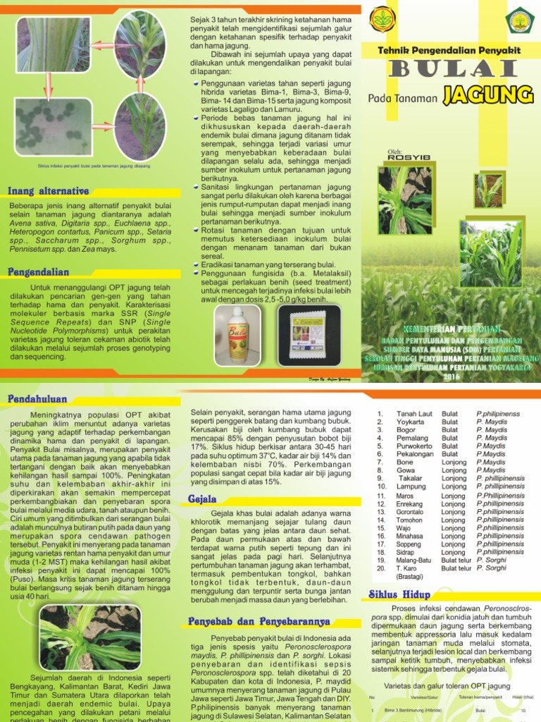 Tehnik Pengendalian Penyakit Bulai Pada Tanaman Jagung | PDF