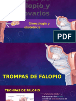 Trompas de Falopio y Ovarios