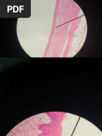 Imagens_Tecido Epitelial_Ellen e Janne.PDF