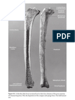 Anatomía Del Hueso - White&Folkens - The Human Bone Manual