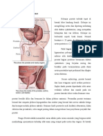 85041860 Anatomi Dan Fisiologi Prostat