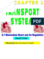 Structure of Heart