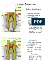 Membrana Aereolar