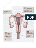 Ovary