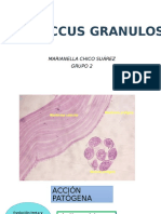 Echinococcus Granulosus