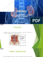 Anatomia De riñon 2016