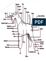 Partes de Un Perro PDF
