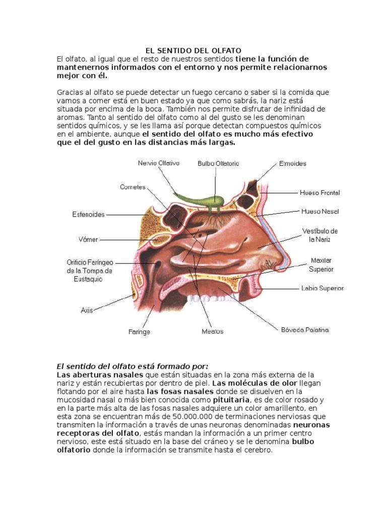 El Sentido Del Olfato | PDF | Estudios de idiomas extranjeros | Ciencia ...