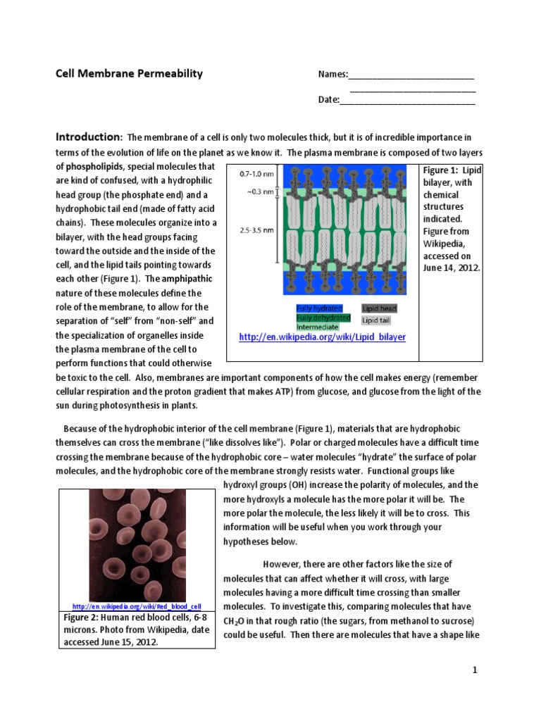 Cell Membrane Permeability Lab Guide | PDF | Cell Membrane | Lipid Bilayer