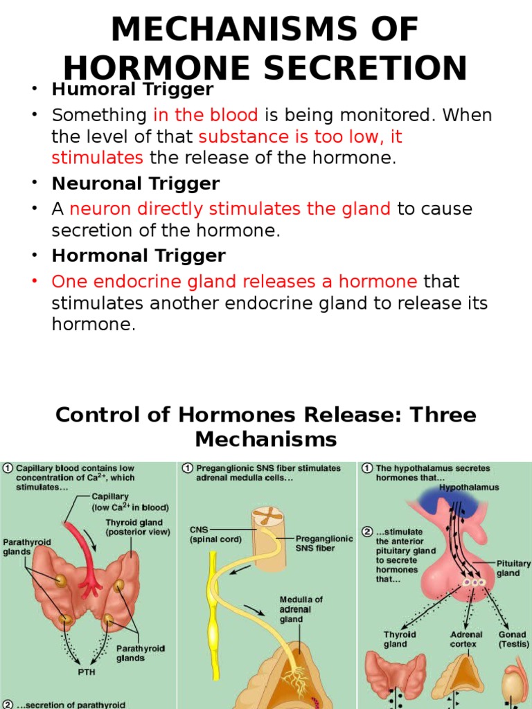 essay about hormones in the body