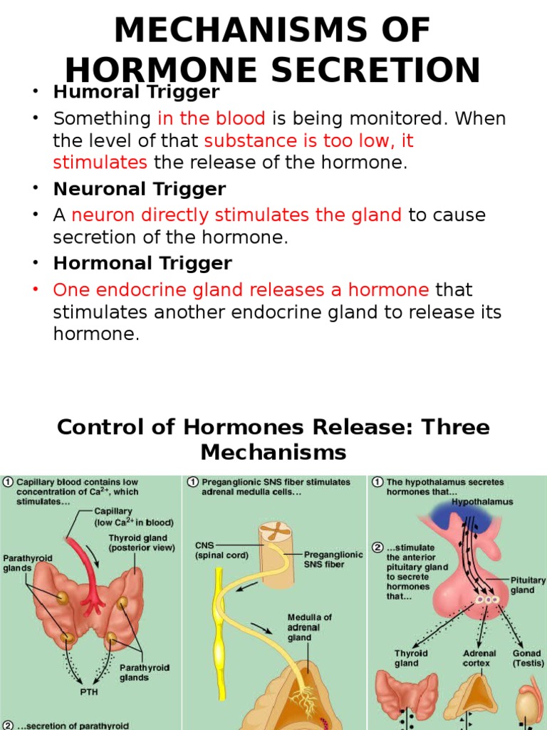 Lecture 2 Mechanism of Hormone Secretion PDF