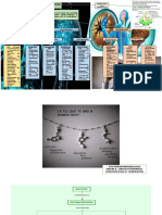 Trabajos Psiconeuroinmunoendocrinología