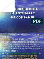 Terapia Socului La Animalele de Companie