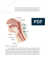 Anatomi jalan nafas ppy.docx