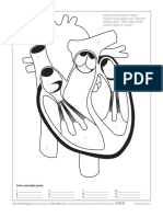AAB Human Heart Coloring Worksheet PDF