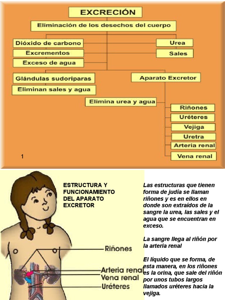 Para Que Nos Sirve El Sistema Excretor