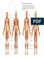 material recortable  ciencia 4°A Sistema muscular