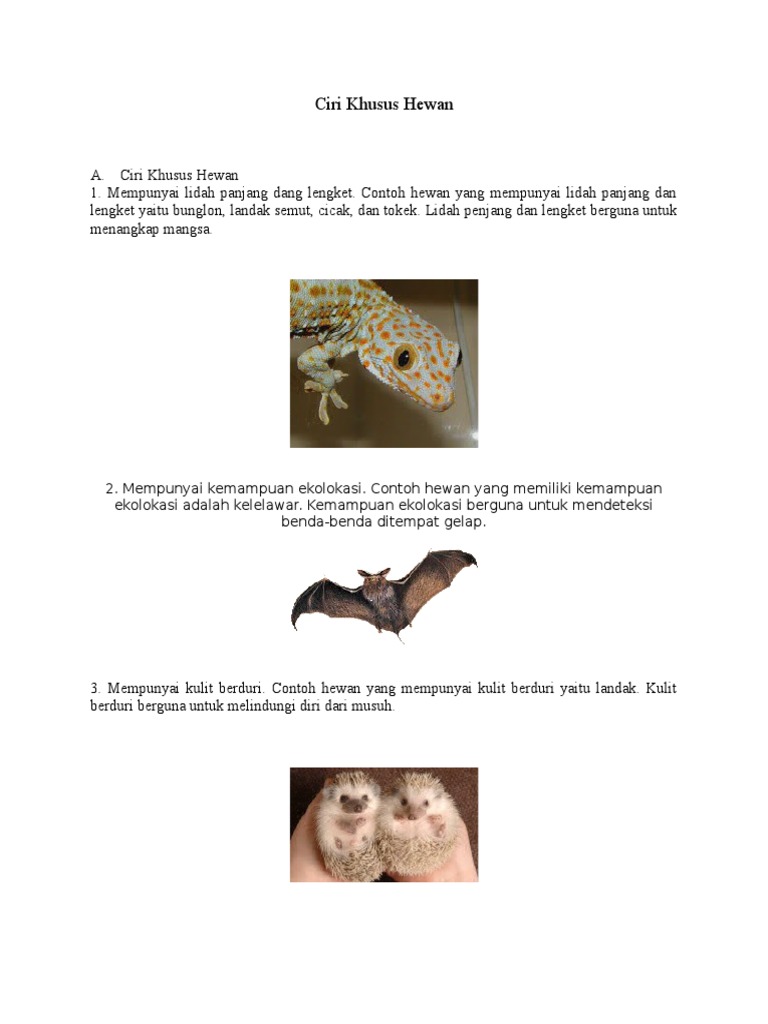 550 Koleksi Gambar Hewan Dan Ciri Khusus HD Terbaru