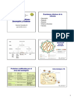 Tema 21 %28Virus exantematicos- Sarampion%2C Rubeola%29. Parotiditis