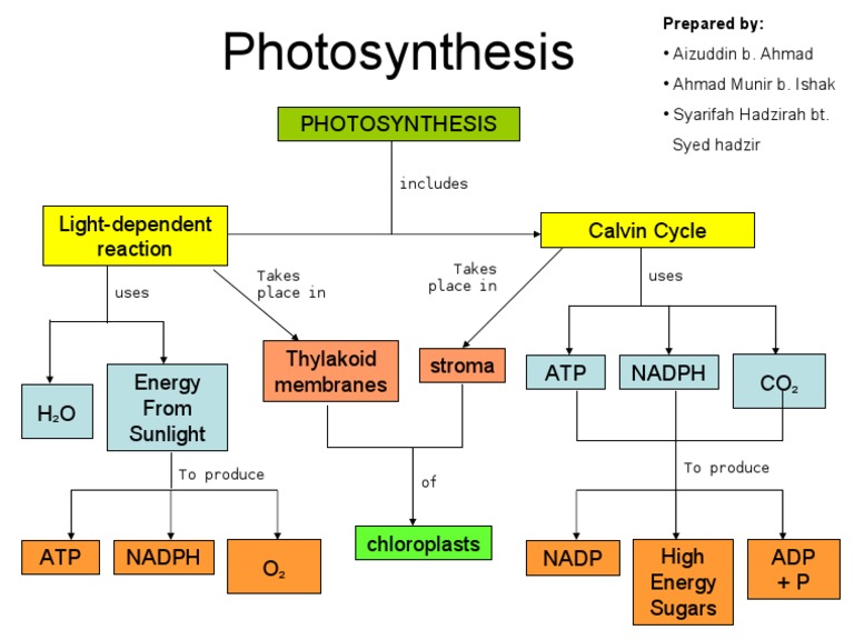Concept Map Photosynthesis Photosynthesis Biotechnology