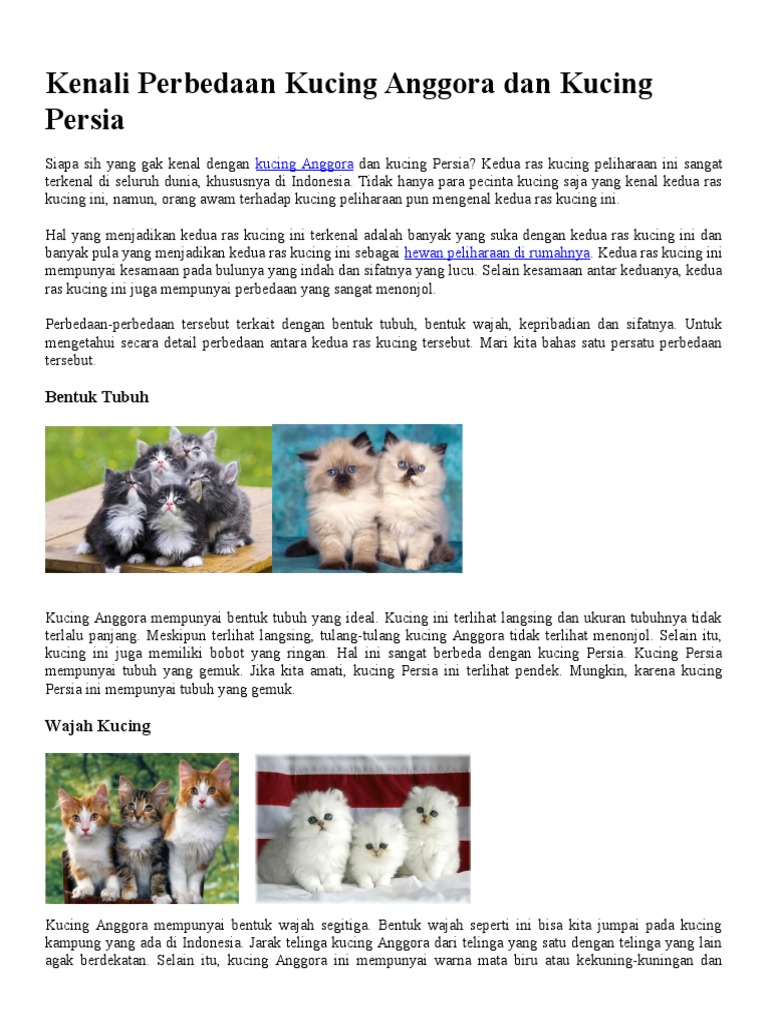 Kenali Perbedaan Kucing Anggora Dan Kucing Persia  PDF