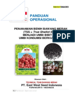 Penanaman Benih Bawang Merah