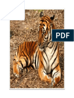 Tiger 06