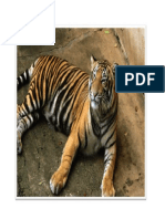 Tiger 08