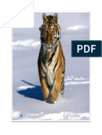 Tiger 11