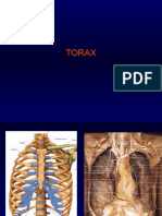 Anatomia Torax Contenido