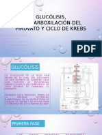 Glucólisis, Descarboxilación Del Piruvato y Ciclo de