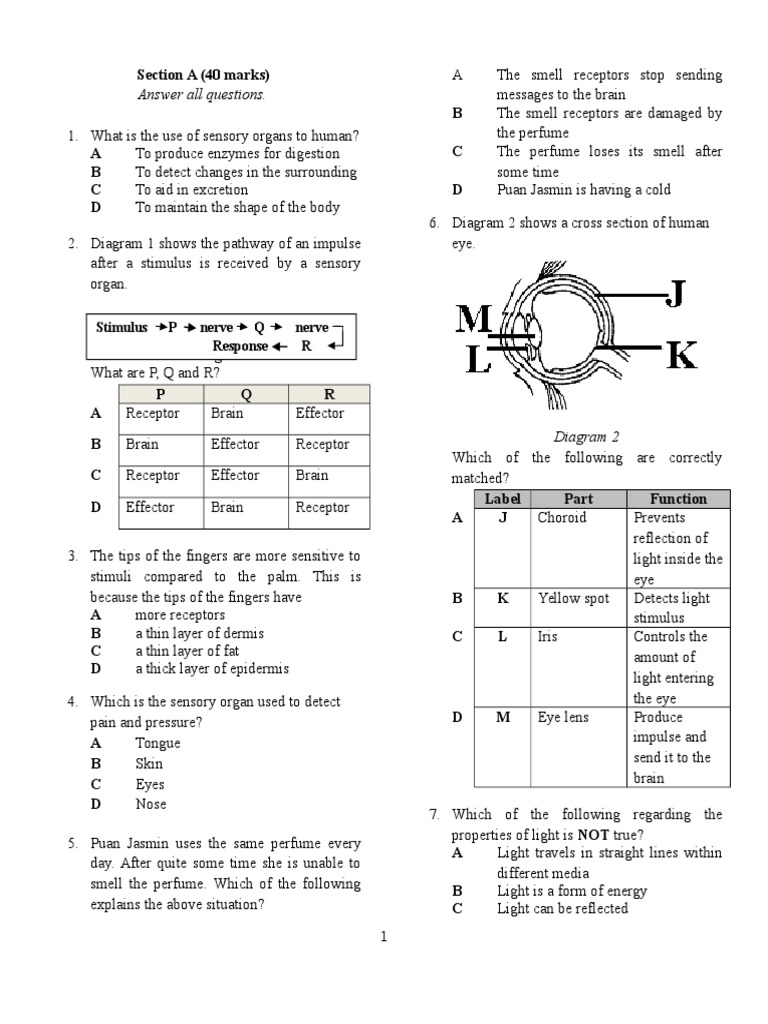 Sensory Organs and Human Responses Quiz | PDF | Digestion | Stimulus ...