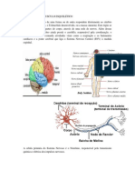 Corpo Humano 2º Semestre