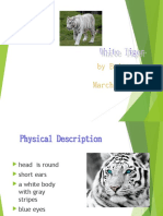 White Tiger