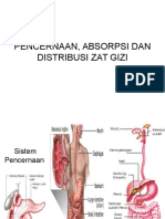 Pencernaan, Absorpsi Dan Distribusi Zat Gizi 3