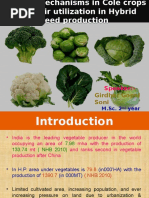 Download cabage productio by Yania Chorens SN319556795 doc pdf