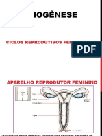 Aula 3 Ciclo Feminino