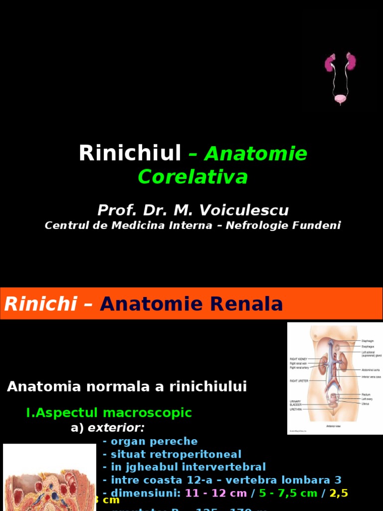 Rinichiul - Anatomie Corelativa PDF | PDF
