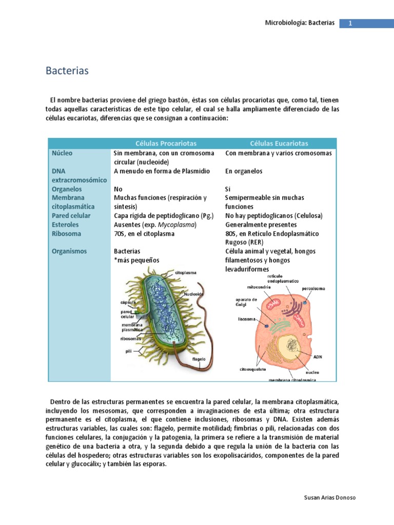 Estructura y Clasificación de Bacterias | PDF | Las bacterias | Plásmido