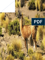 Andean Llama 