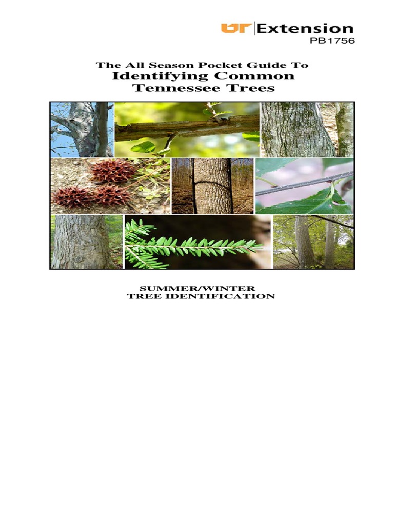 Tennessee Tree Identification Guide | PDF | Trees | Oak