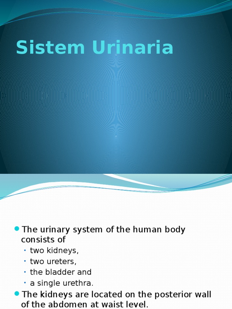 Anatomi Sistem Urinaria | Urinary Bladder | Kidney