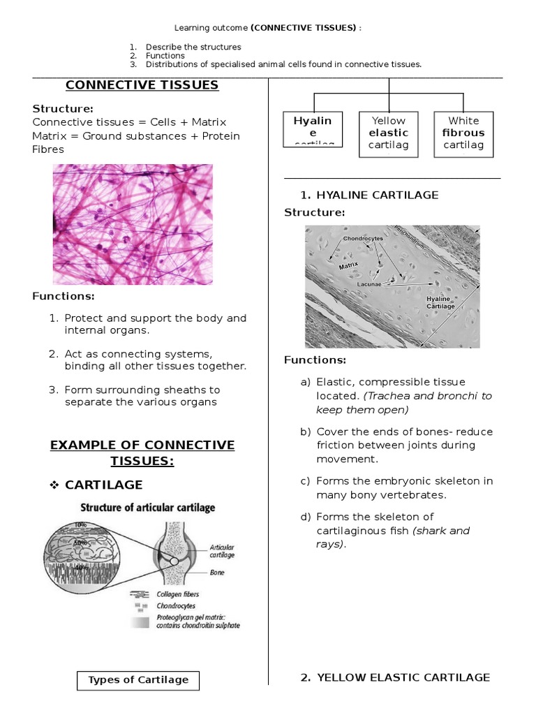 Connective Tissues | PDF | Cartilage | Granulocyte