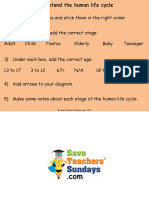 Human Life Cycle (Worksheet)