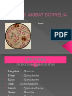 Infeksi Akibat Borrelia