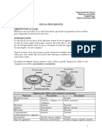 Guia-celula-procarionte.pdf